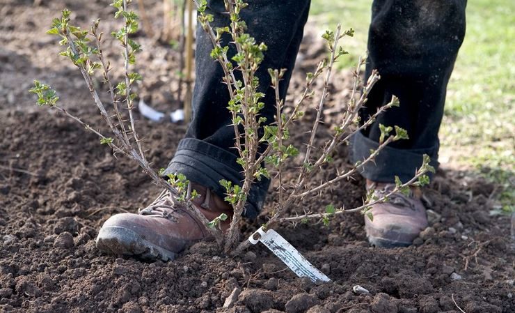 Comment transplanter correctement les groseilles à maquereau