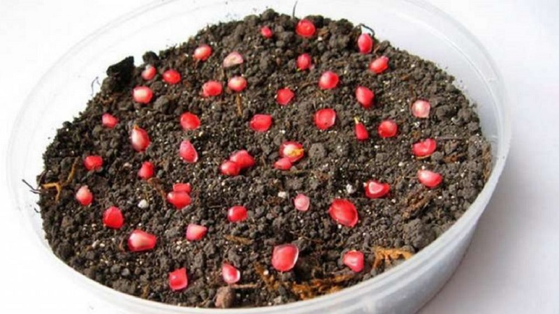 Comment bien planter des grenades à la maison: guide du débutant