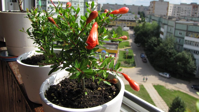 Comment bien planter des grenades à la maison: guide du débutant