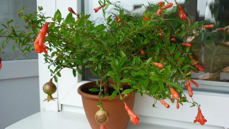 Comment bien planter des grenades à la maison: guide du débutant