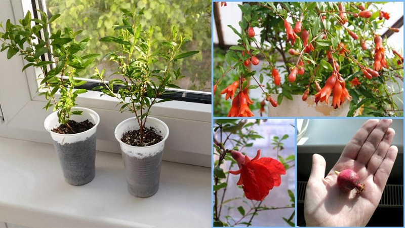 Comment bien planter des grenades à la maison: guide du débutant