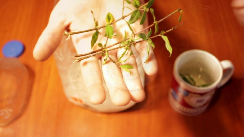 Comment bien planter des grenades à la maison: guide du débutant