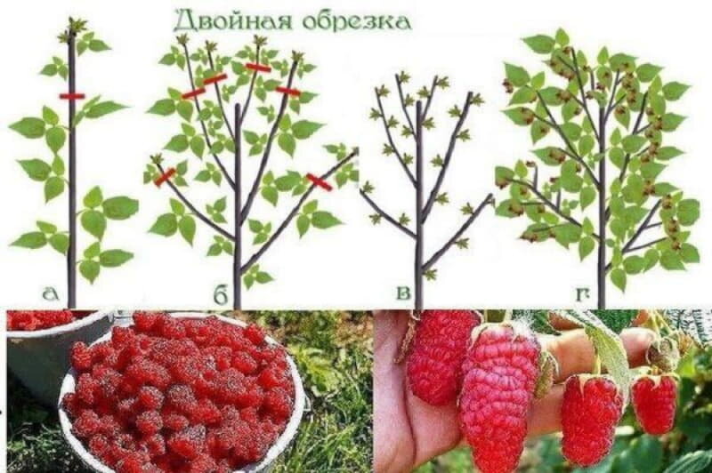 Comment tailler correctement les framboises au printemps: un guide étape par étape