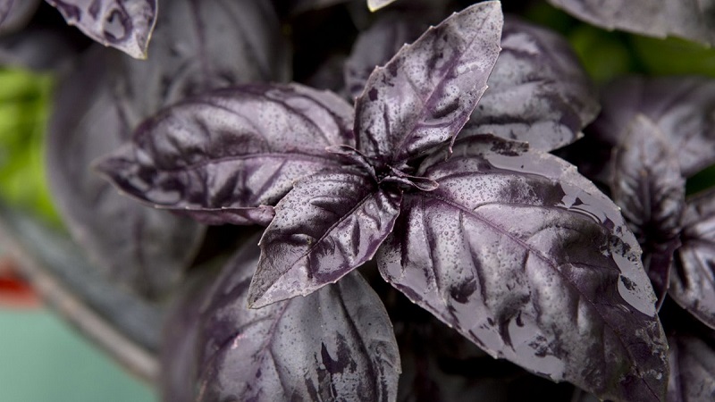 Comment faire pousser le basilic Ruby Cairo: plantation et entretien étape par étape pour les débutants