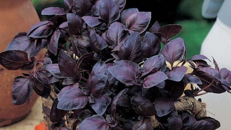 Comment faire pousser le basilic Ruby Cairo: plantation et entretien étape par étape pour les débutants