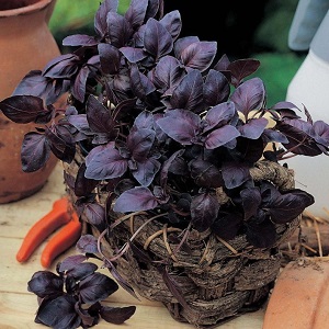 Comment faire pousser le basilic Ruby Cairo: plantation et entretien étape par étape pour les débutants