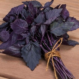 Comment faire pousser le basilic Ruby Cairo: plantation et entretien étape par étape pour les débutants