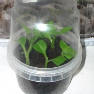 2 façons simples de garder les pétunias jusqu'au printemps à la maison