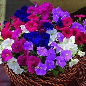 2 façons simples de garder les pétunias jusqu'au printemps à la maison