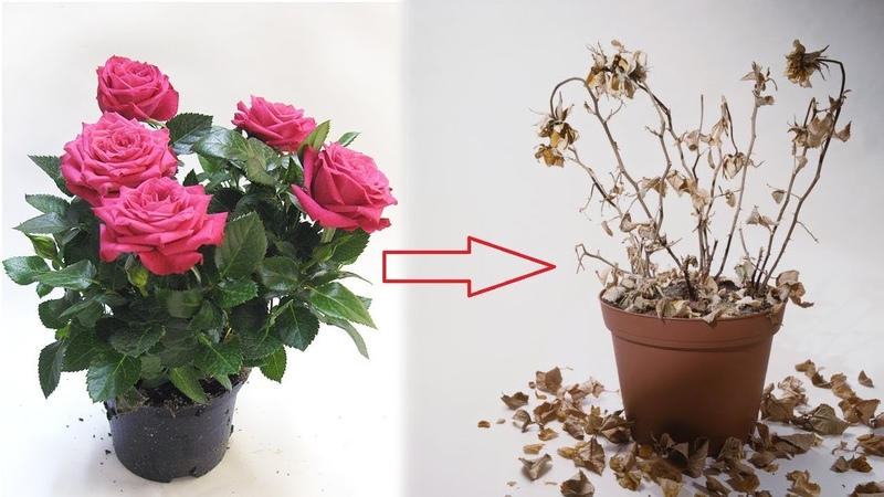 Comment entretenir une rose domestique dans un pot - Un guide pour les fleuristes débutants