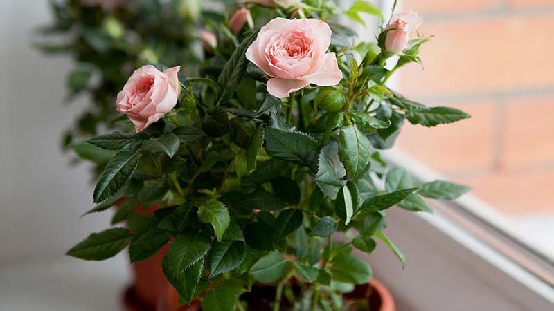 Comment entretenir une rose domestique dans un pot - Un guide pour les fleuristes débutants