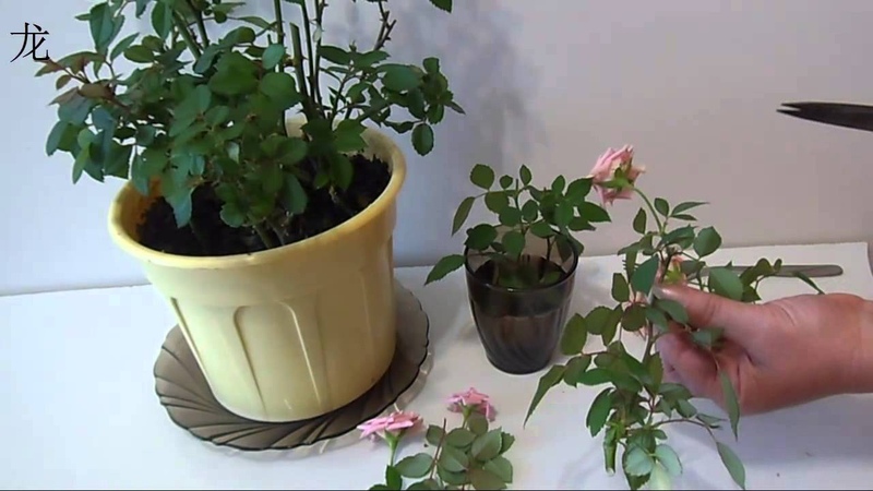 Comment entretenir une rose en pot à la maison - Guide du débutant
