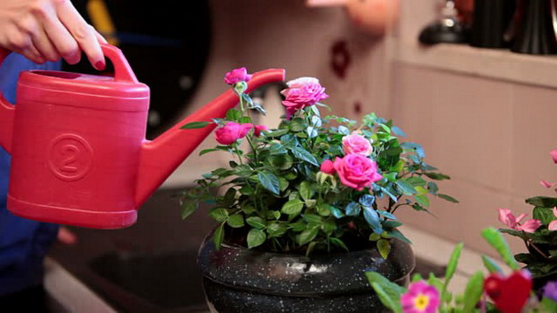 Comment entretenir une rose domestique dans un pot - un guide pour les fleuristes débutants