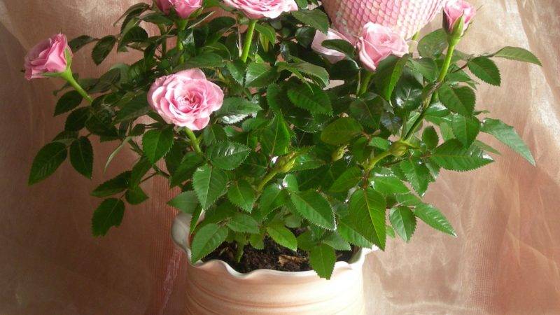 Comment entretenir une rose domestique dans un pot - Un guide pour les fleuristes débutants