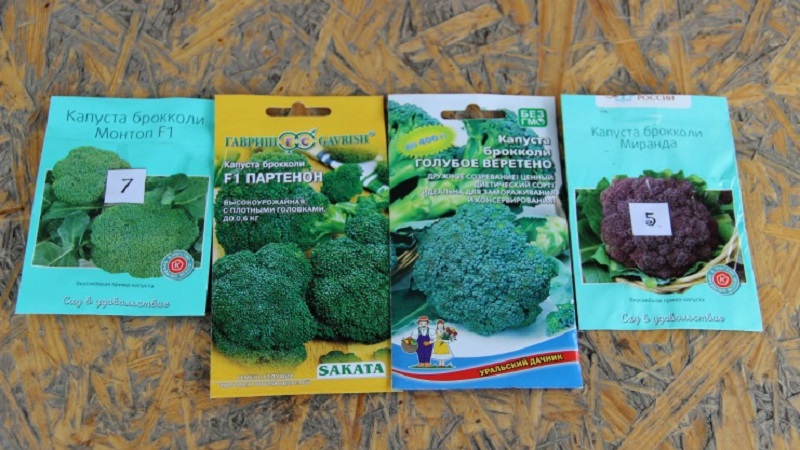 Comment faire pousser du brocoli en extérieur