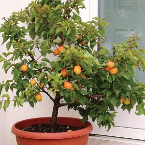 Comment faire pousser un abricot à partir d'une graine dans un pot à la maison