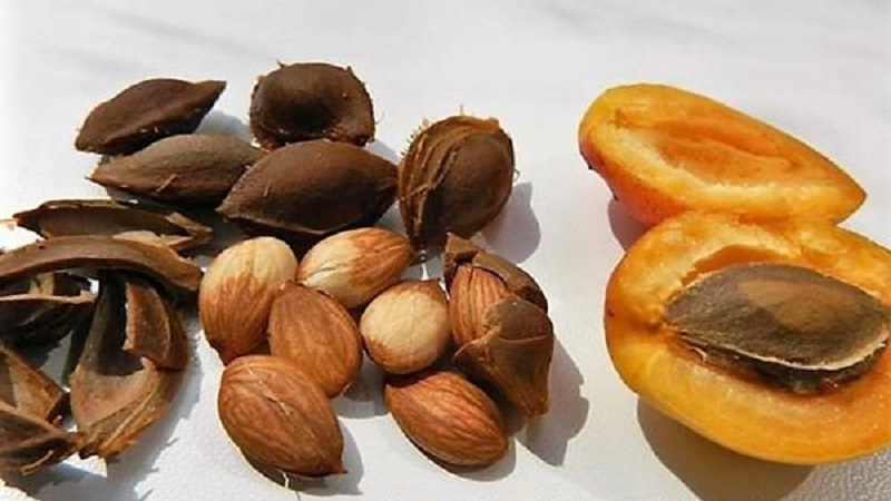 Comment faire pousser un abricot à partir d'une graine dans un pot à la maison