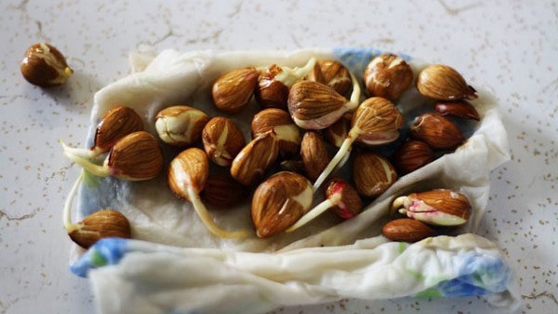 Comment faire pousser un abricot à partir d'une graine dans un pot à la maison