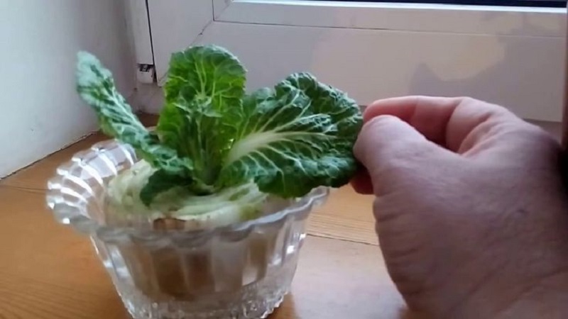 Comment faire pousser du chou chinois dans le jardin en plein champ et à la maison