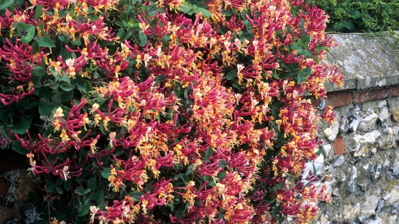 Chèvrefeuille et autres variétés de chèvrefeuille décoratif en aménagement paysager