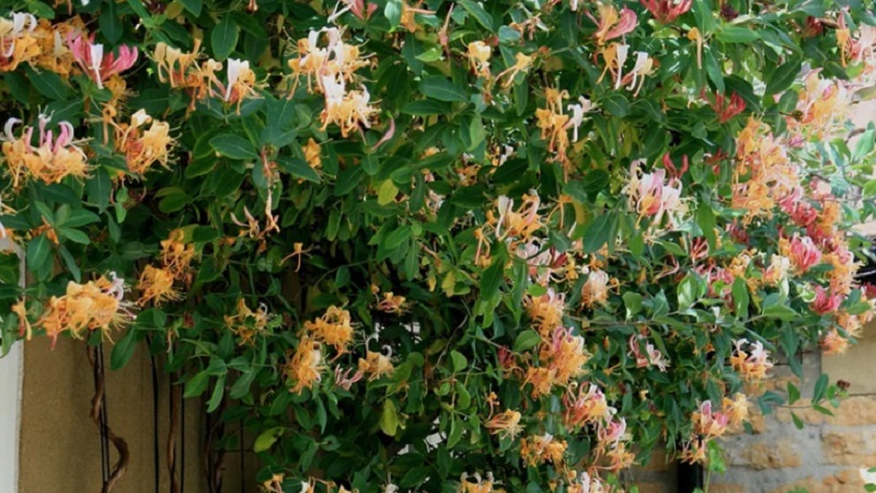 Chèvrefeuille et autres variétés de chèvrefeuille décoratif en aménagement paysager