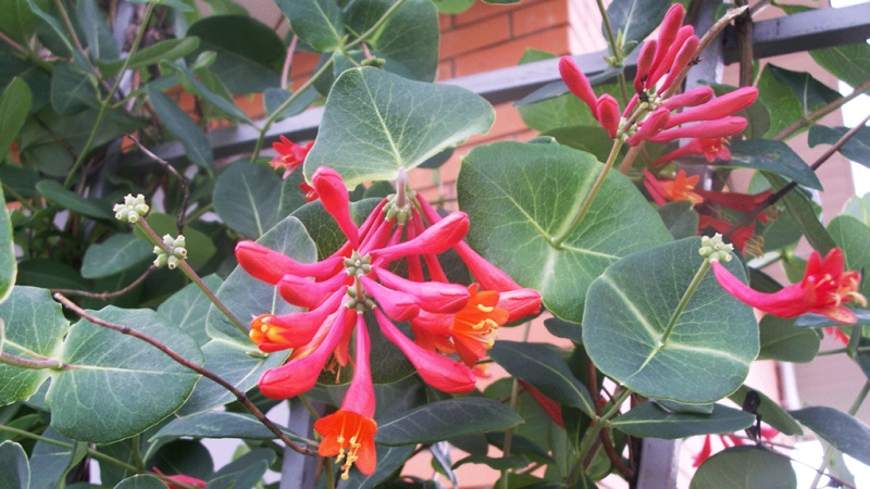 Chèvrefeuille et autres variétés de chèvrefeuille décoratif en aménagement paysager