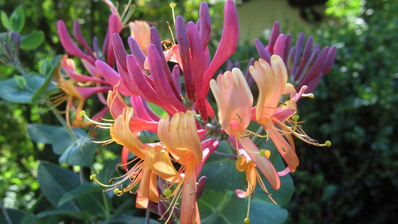 Chèvrefeuille et autres variétés de chèvrefeuille décoratif en aménagement paysager