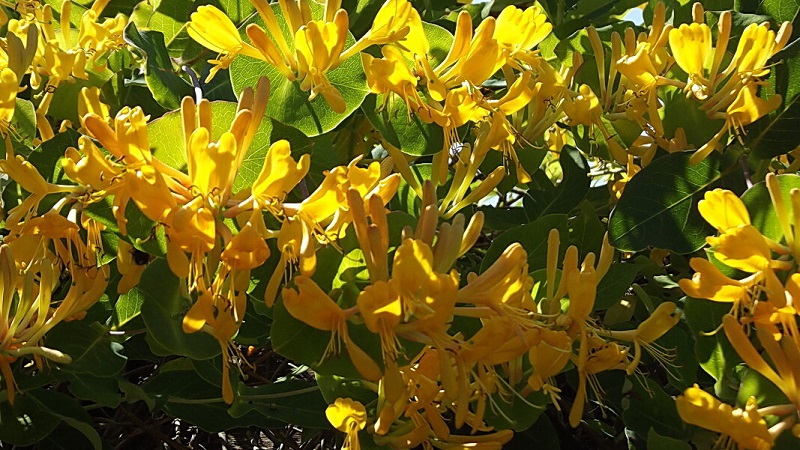 Chèvrefeuille et autres variétés de chèvrefeuille décoratif en aménagement paysager