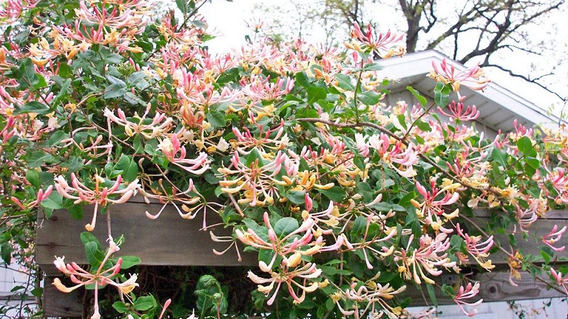 Chèvrefeuille et autres variétés de chèvrefeuille décoratif en aménagement paysager