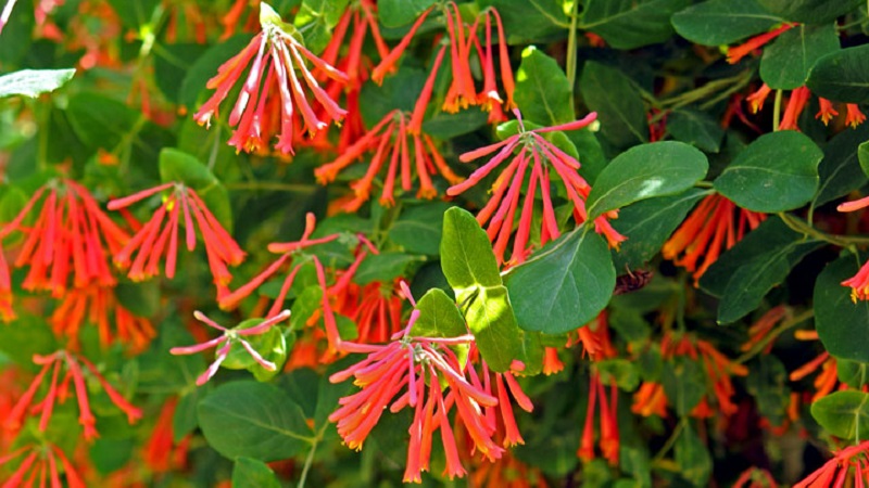 Types et variétés de chèvrefeuille bouclé décoratif