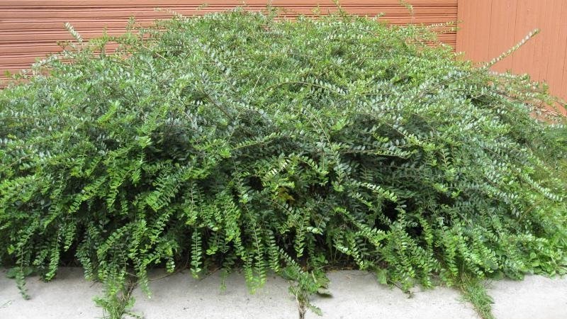 Chèvrefeuille et autres variétés de chèvrefeuille décoratif en aménagement paysager