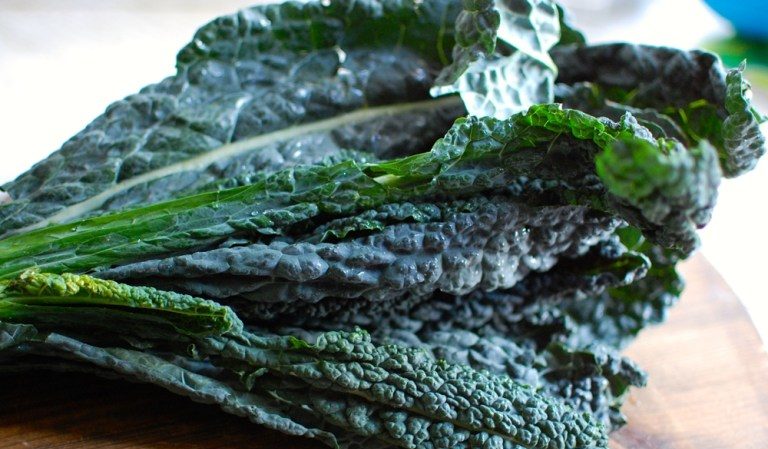 Chou noir italien Toscane