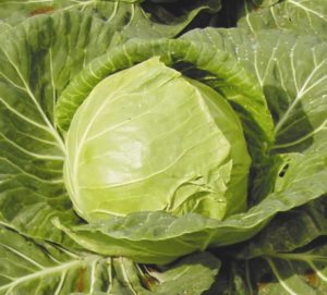 Variété de chou de juin à maturité précoce sans prétention