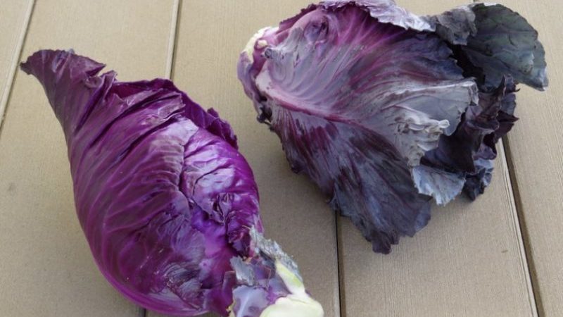 Ce qui est bon avec le chou Kalibos, comment le cultiver et où l'utiliser