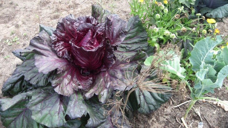 Ce qui est bon avec le chou Kalibos, comment le cultiver et où l'utiliser