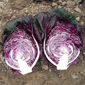 Ce qui est bon avec le chou Kalibos, comment le cultiver et où l'utiliser