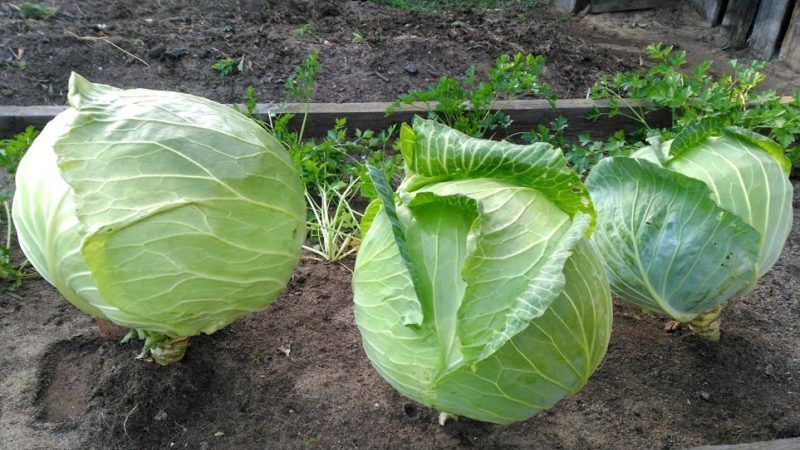 Hybride mi-tardif à haut rendement de chou Megaton f1 avec une bonne qualité de conservation