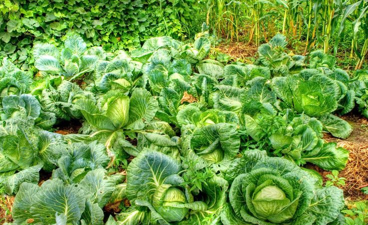 À quelle température le chou gèle-t-il