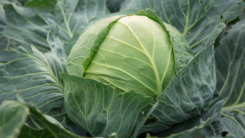 Variété de chou tardif Pain de sucre