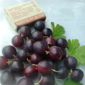 Qu'est-ce que le bon commandant de groseille à maquereau (Vladil) et pourquoi cela vaut-il la peine de le cultiver