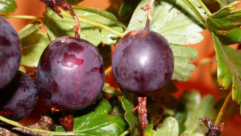 Examen de la variété de groseille à maquereau North Captain, ses avantages et ses inconvénients