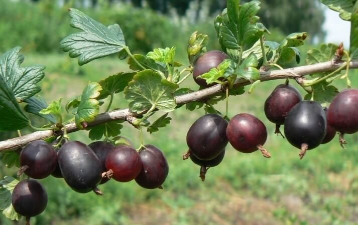 Examen de la variété de groseille à maquereau North Captain, ses avantages et ses inconvénients