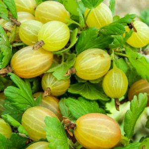 Groseille à maquereau persistante à faible épine numérotée de l'Altaï, garantissant une riche récolte de baies sucrées