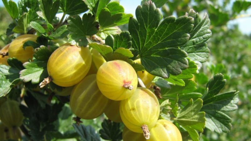 Description de la variété de groseille Beryl: avantages et inconvénients, caractéristiques d'entretien