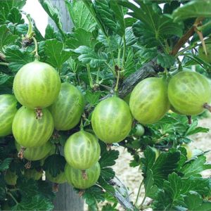 Description de la variété de groseille Beryl: avantages et inconvénients, caractéristiques d'entretien