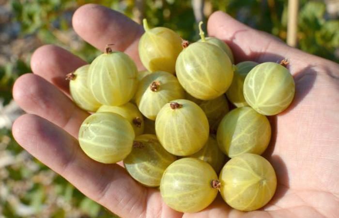Description de la variété de groseille Beryl: avantages et inconvénients, caractéristiques d'entretien