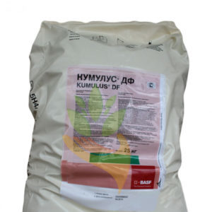 L'une des variétés de groseille à maquereau les plus sucrées - Candy