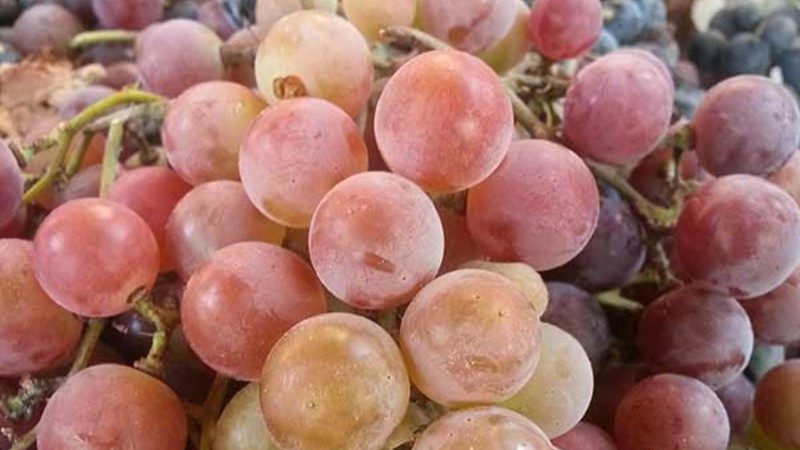 Quelles propriétés devraient avoir les cépages non couvrants et lesquels d'entre eux sont considérés comme les meilleurs