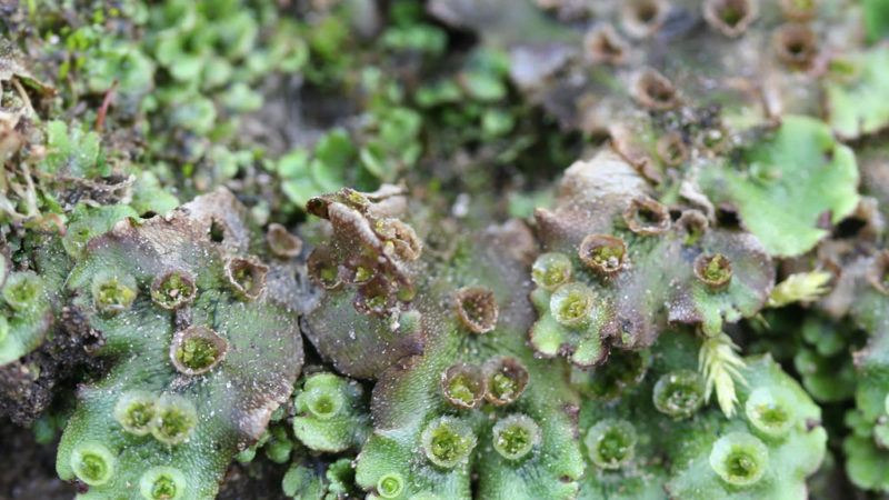 Comment traiter les groseilles et les groseilles à maquereau au printemps contre les ravageurs et les maladies