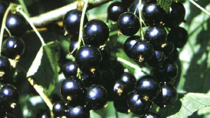 Les meilleures variétés de groseilles noires et rouges pour la région de Leningrad